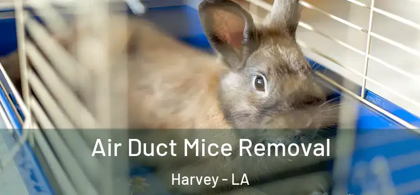  Air Duct Mice Removal Harvey - LA
